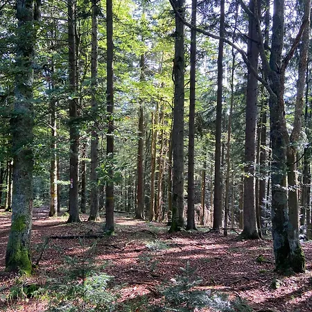 Landgasthof Brandtner Wirt Langdorf (Regen)